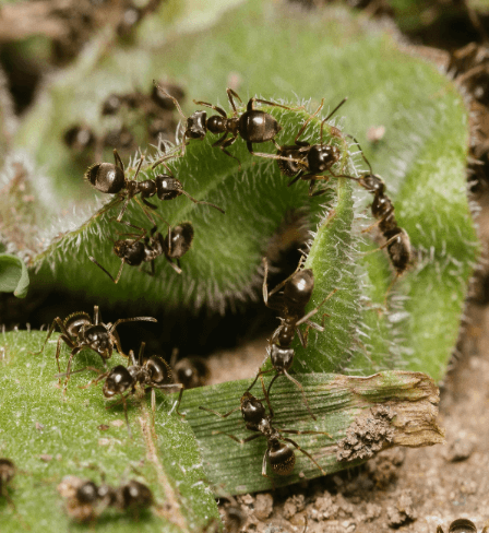 Ants and crawling insect pest control service in Singapore