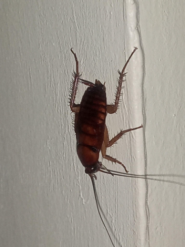 Cockroach crawling on indoor wall, highlighting infestation issue addressed by GradeOne's cockroach pest control services in Singapore.