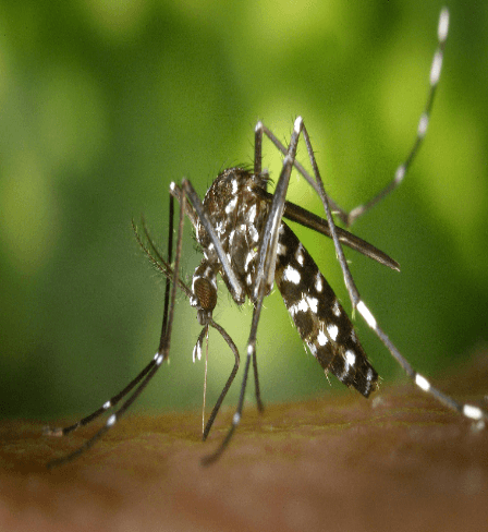 Close-up of a mosquito feeding, highlighting the need for effective mosquito control services in Singapore.