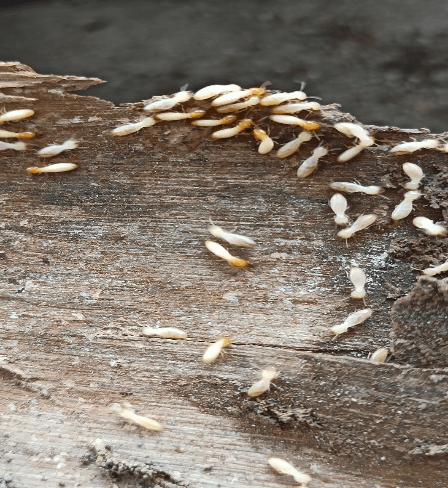 Termite treatment and inspection service in Singapore